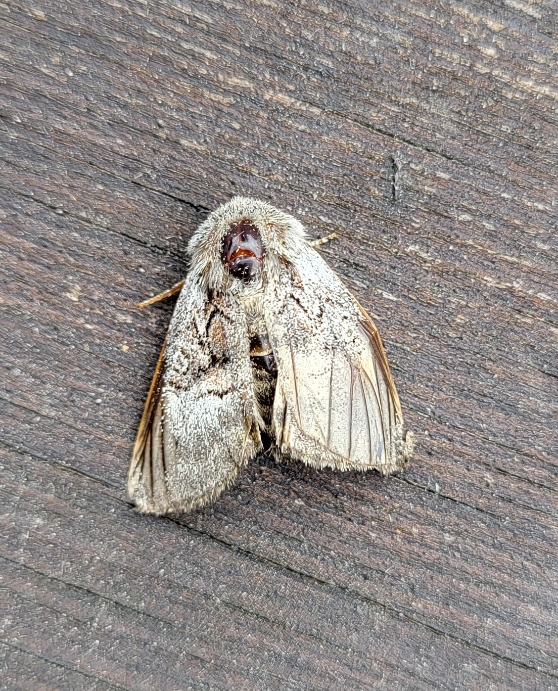 Photo of Nut-tree Tussock (Colocasia coryli)
